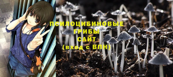 крисы Корсаков