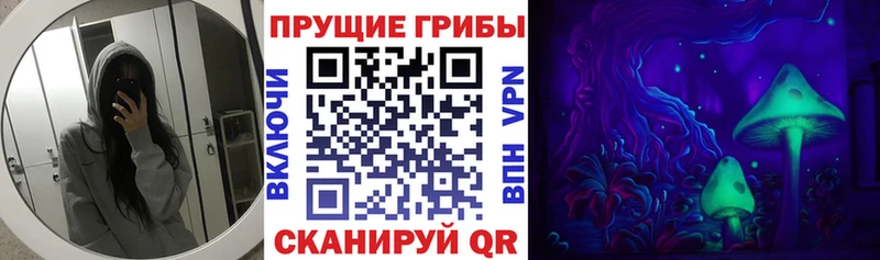 наркота  Бердск  Галлюциногенные грибы Cubensis 
