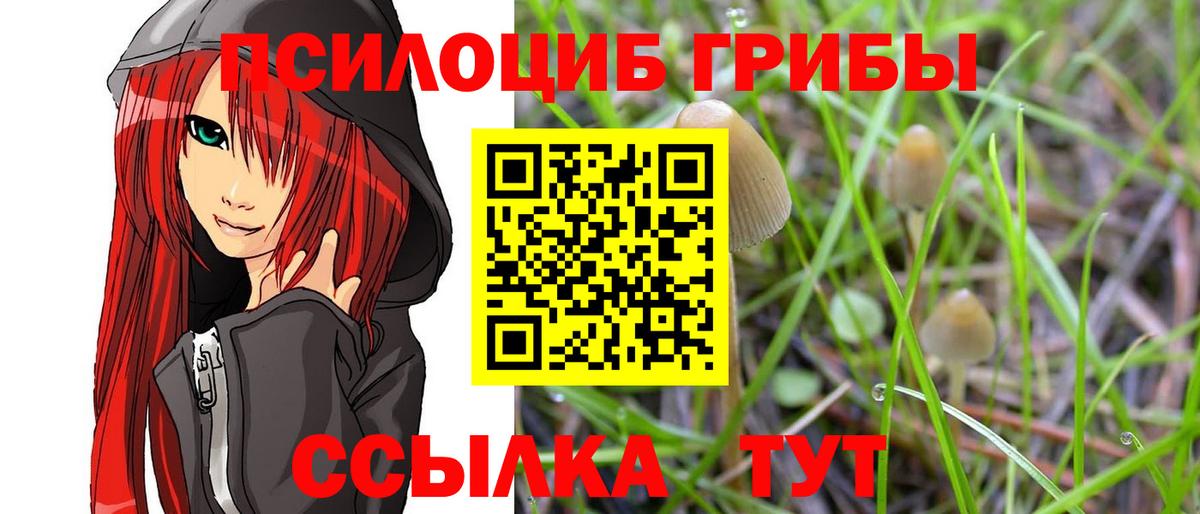 Галлюциногенные грибы Psilocybine cubensis  Бердск 