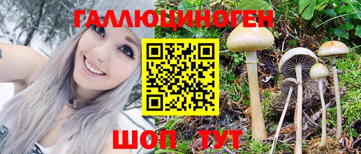 Псилоцибиновые грибы GOLDEN TEACHER  Вход с VPN  купить закладку  Бердск 